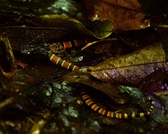 Micrurus mosquitensis