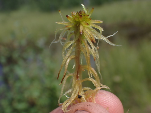 Image of Rigid Bog-Moss (Sphagnum teres) by no rights reserved