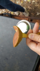 Aureoboletus auriporus