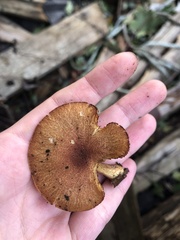 Flammulaster erinaceellus