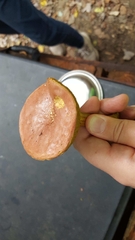 Aureoboletus auriporus