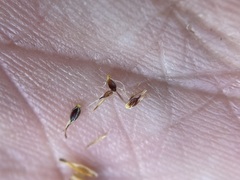 Trichophorum cespitosum