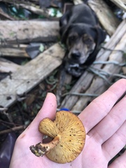 Flammulaster erinaceellus