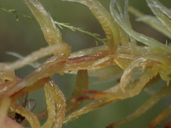 Sphagnum teres