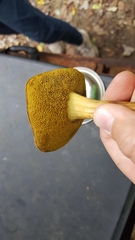 Aureoboletus auriporus