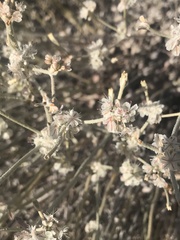 Eriogonum microtheca