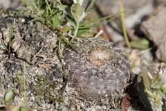 Frailea pygmaea