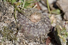Frailea pygmaea
