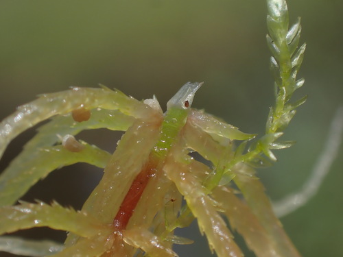 Image of Rigid Bog-Moss (Sphagnum teres) by no rights reserved