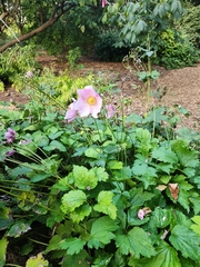 Eriocapitella hupehensis