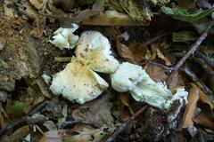 Russula fellea