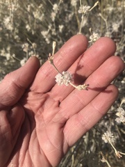 Eriogonum microtheca