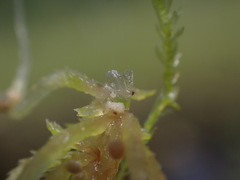 Sphagnum teres