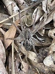 Tigrosa georgicola