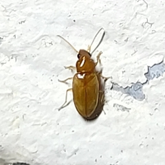 Elaphropus