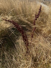 Rumex