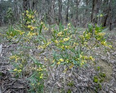 Acacia stricta