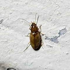 Elaphropus
