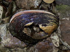 Potamilus alatus