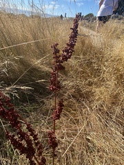 Rumex