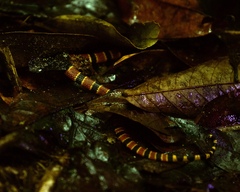 Micrurus mosquitensis