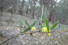 Acacia stricta