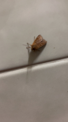 Xestia xanthographa