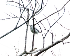 Polioptila