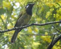 Nesoptilotis leucotis