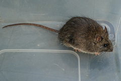 Rattus fuscipes