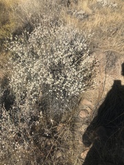 Eriogonum microtheca