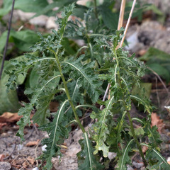 Cirsium arvense
