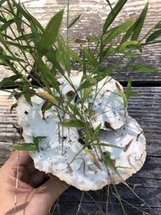 Climacocystis borealis