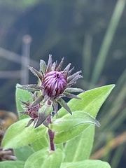 Symphyotrichum novae-angliae