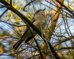 Pachycephala pectoralis