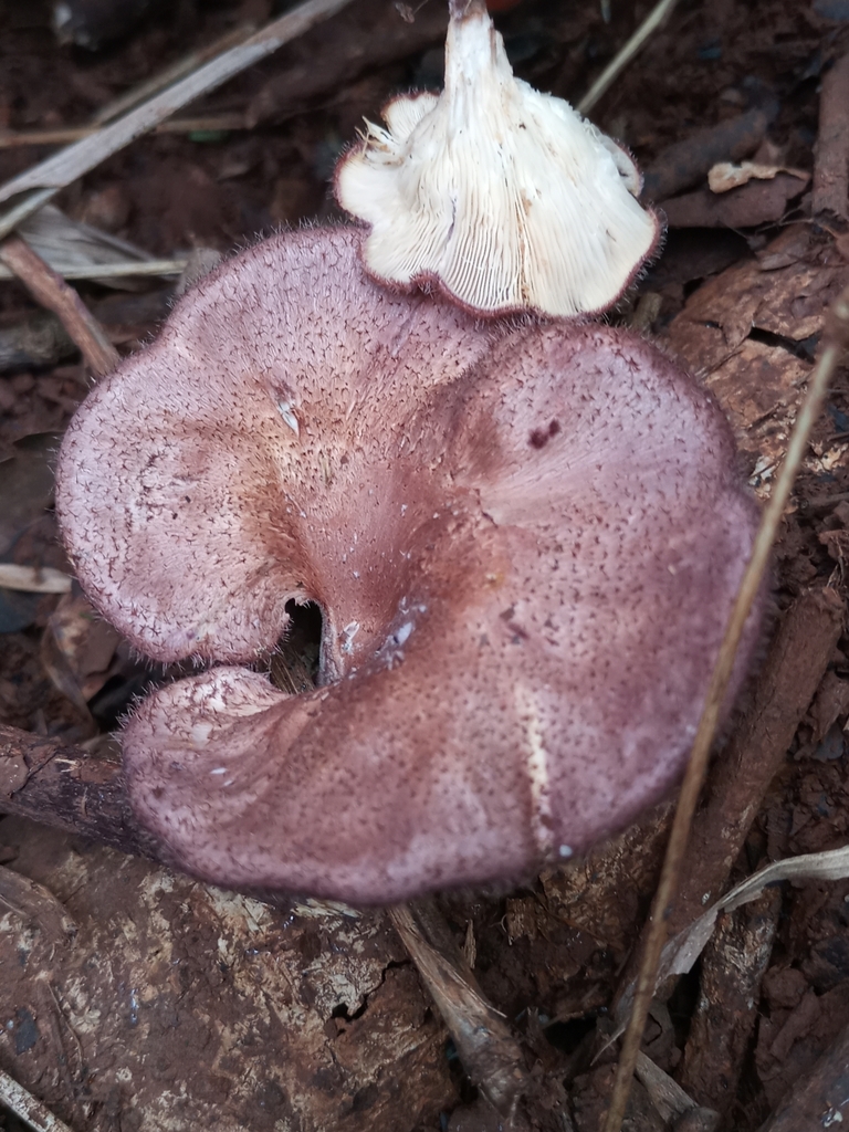 Panus lecomtei · September 2022 · photo: © ronyristow (iNaturalist, cc-by)