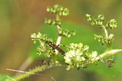 Ichneumon