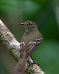 Empidonax minimus