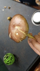 Stropharia rugosoannulata