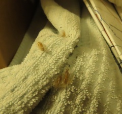 Plodia interpunctella