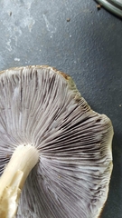 Stropharia rugosoannulata