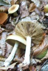 Clitocybe metachroa