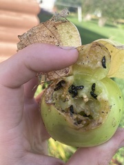 Glischrochilus quadrisignatus