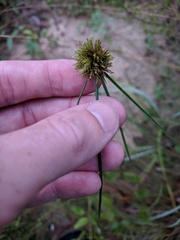 Cyperus filiculmis