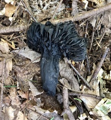Asterophora lycoperdoides