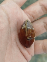 Mytilidae