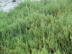 Salicornia