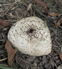 Chlorophyllum brunneum