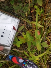 Hypericum virginicum