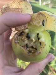 Glischrochilus quadrisignatus